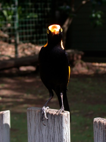 Regent Bowerbird